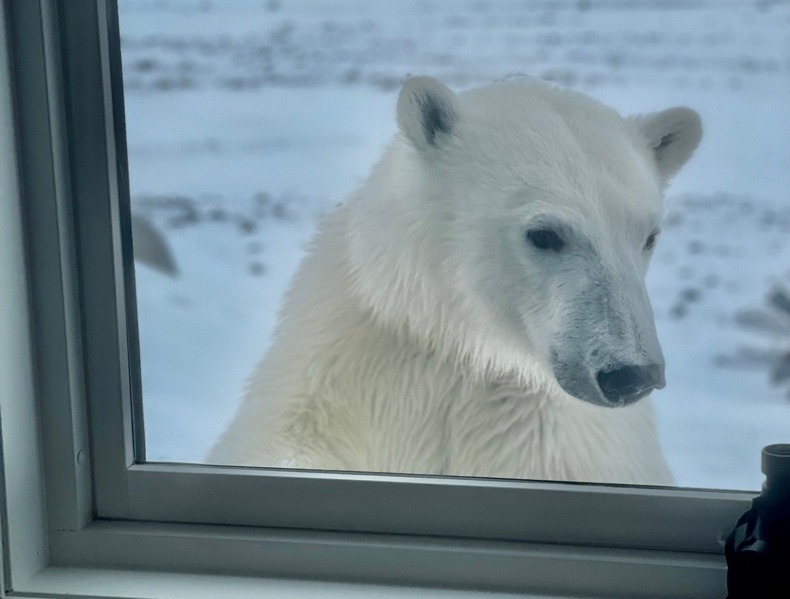 Isbjørn sett gjennom et vindu, står rett utenfor bygget i et snødekt fjellandskap.