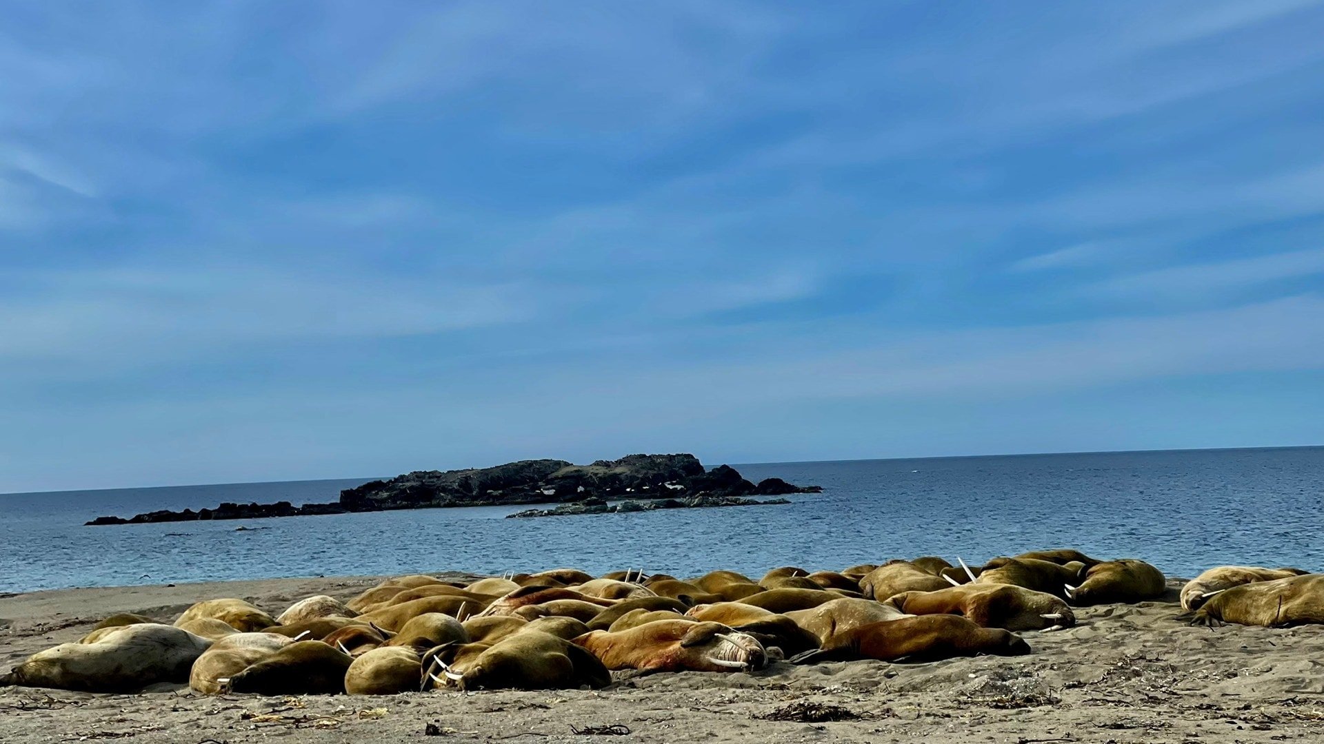 Hvalrosser som ligger på en strand.