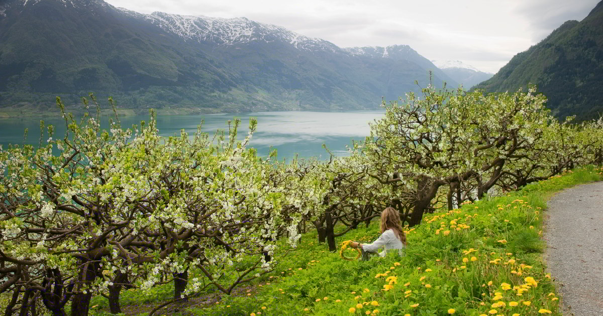 Blomster og busker om våren. Foto.