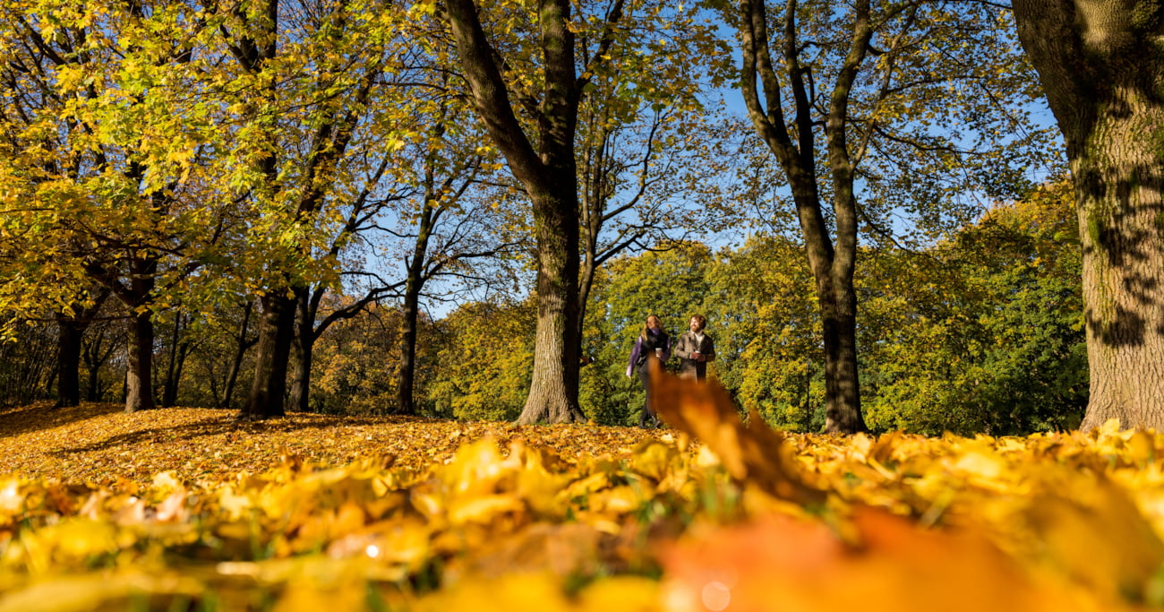 To personer går tur i en park på en solrik høstdag, omgitt av trær med gule blader og et teppe av løv på bakken.