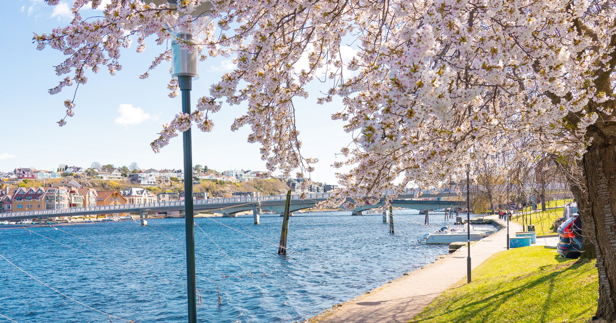 Person sitter på gresset under blomstrende trær ved elvepromenaden i Kristiansand, med elven, bro og bybebyggelse i bakgrunnen.
