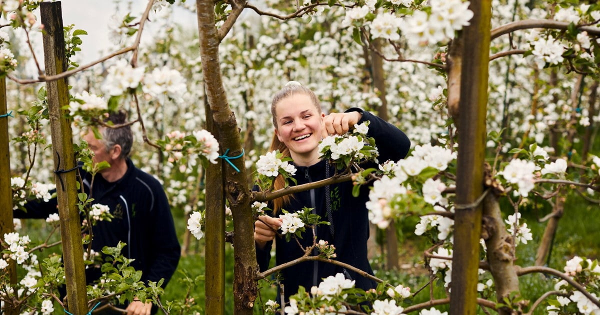 To personer arbeider mellom blomstrende frukttrær i en eplehage. En ung kvinne smiler mens hun holder i en grein med hvite blomster.