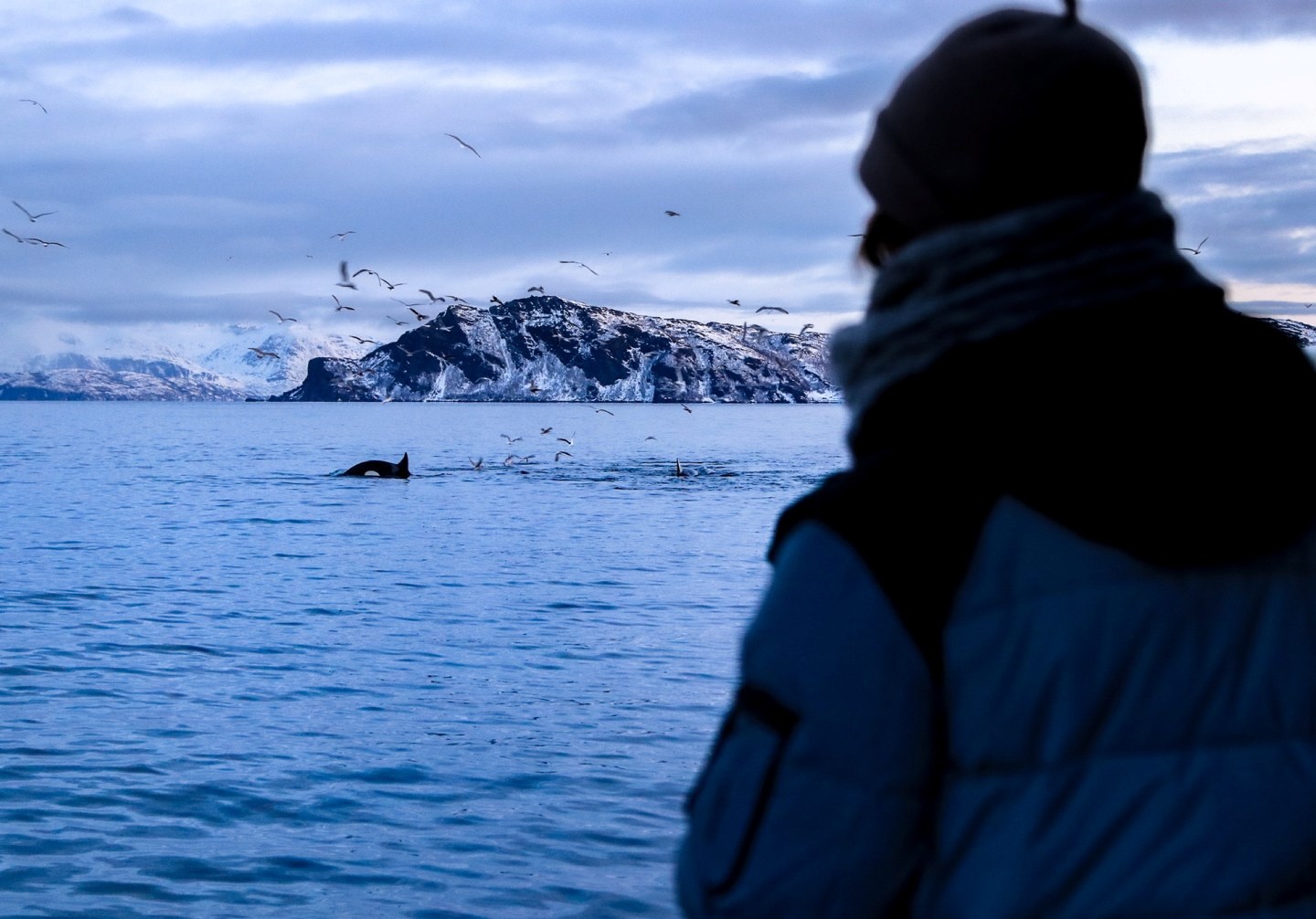 En person som betrakter hvaler i havet, sett bakfra. En snødekt øy og fugler på himmelen sees i bakgrunnen. Foto