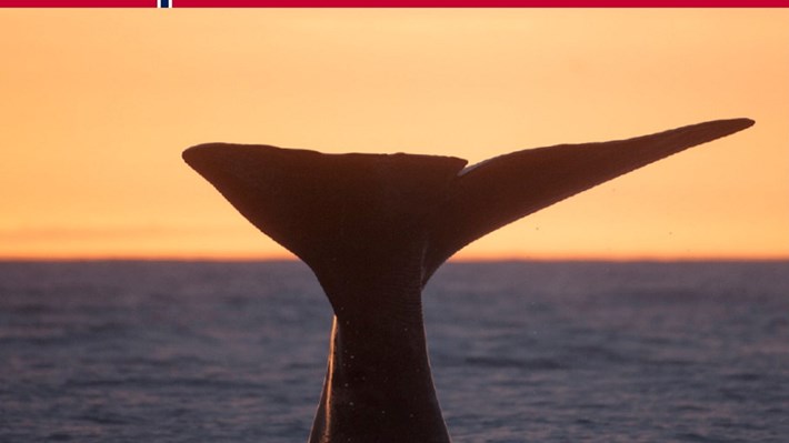 Forsiden av dokumentet nasjonale retningslinjer for hvalsafari : Foto av en hvals halefinne mot solnedgang, med teksten Nasjonale retningslinjer for Hvalsafari/ National guidelines for whale watching i et hvitt felt øverst.